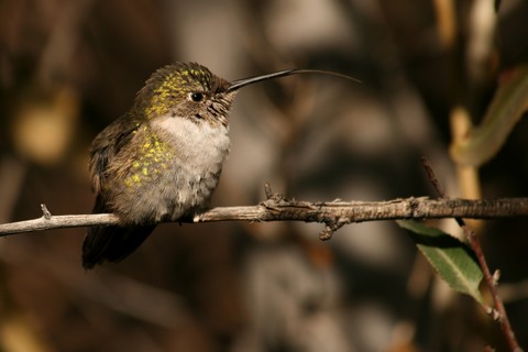 hummibird - euroharmonia